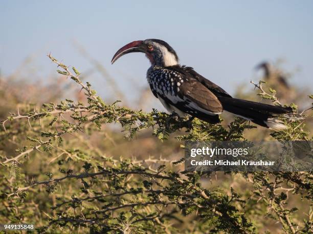 red-billed hornbill (tockus erythrorhynchus) sitting on wattle (acacia sp.), moremi national park, botswana - kraushaar - fotografias e filmes do acervo