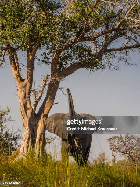 african bush elephant (loxodonta africana) with raised trunk, moremi national park, okavango delta, botswana - kraushaar - fotografias e filmes do acervo