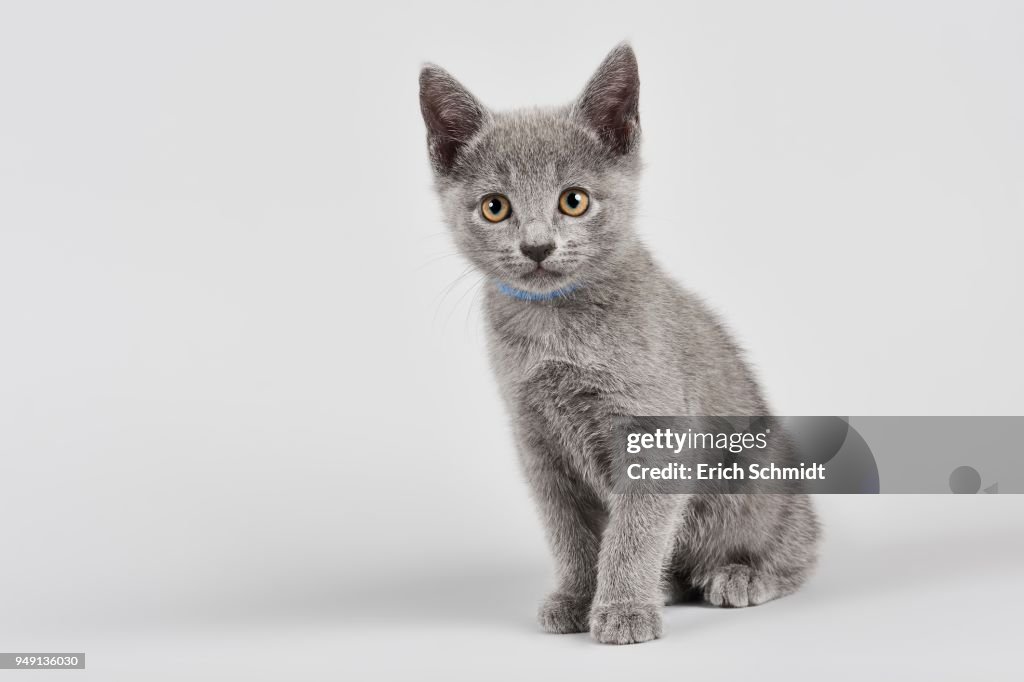 Pets Purebred Russian Blue Kittens For Sale Cat Breed Russian Blue