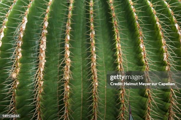 detailed view of golden barrel cactus (echinocactus grusonii) - echinocactus stock pictures, royalty-free photos & images