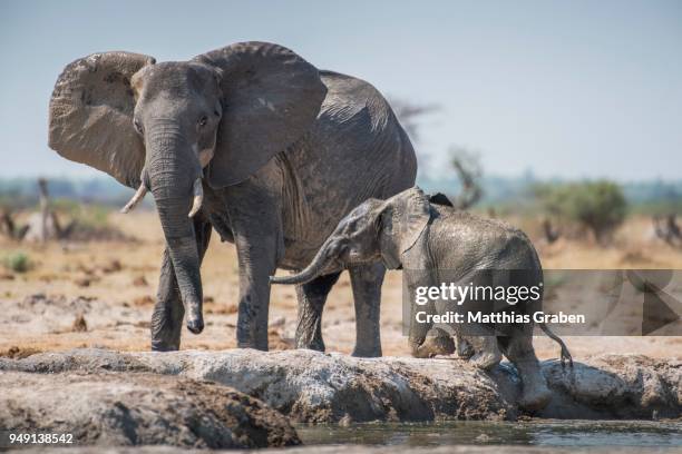 african elephants (loxodonta africana), mother animal guarded young animal, rising from waterhole, nxai pan national park, ngamiland district, botswana - schlammbaden stock-fotos und bilder