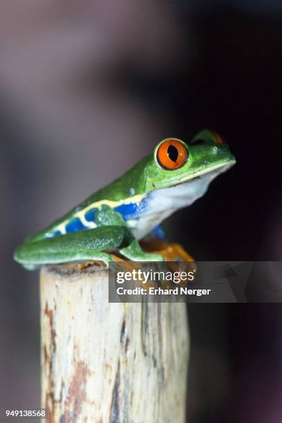 red-eyed tree frog (agalychnis callidryas) sitting on branch, alajuela province, costa rica - alajuela province stock-fotos und bilder