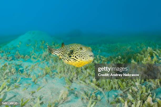 juvenile star pufferfish (arothron stellatus) swim over bottom with sea grass, red sea, marsa alam, abu dabab, egypt - arothron puffer stock pictures, royalty-free photos & images