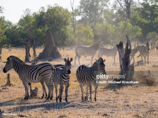 small herd of burchells zebras (equus quagga burchelli) in dusty scrub land, moremi game reserve, botswana - kraushaar - fotografias e filmes do acervo