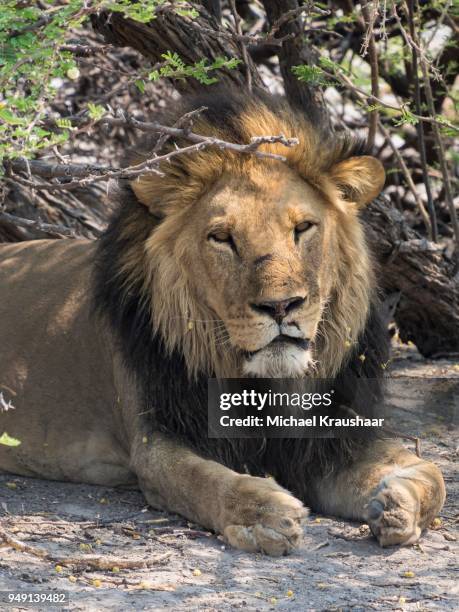 lion (panthera leo) lying under tree, looking calm, okavango delta, botswana - kraushaar photos et images de collection
