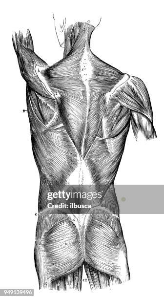 antique illustration of human body anatomy: back muscles - shoulder anatomy stock illustrations