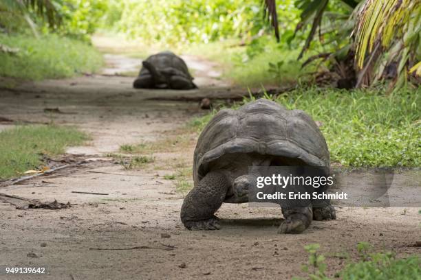 aldabra giant tortoisen (aldabrachelys gigantea) on bird island, seychelles, indian ocean - seychellen riesenschildkröte stock-fotos und bilder