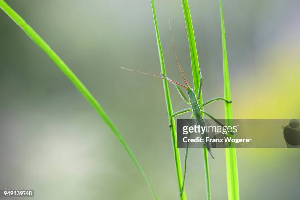 saga pedo bush cricket (sago pedo), juvenile on grass blade, pleven province, bulgaria - pedo stock-fotos und bilder