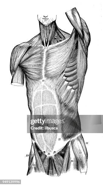 Torso Def Torso Diagram Photos and Premium High Res Pictures - Getty Images