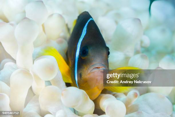 red sea anemonefish (amphiprion bicinctus) hiding in white (albinism) bubble anemone (entacmaea quadricolor), red sea, dahab, egypt - entacmaea quadricolor stock pictures, royalty-free photos & images