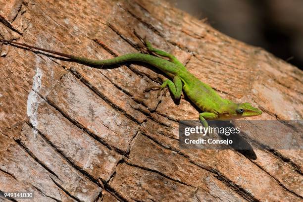 green anole (anolis carolinensis) on tree trunk, half moon caye island, belize - half moon island stock pictures, royalty-free photos & images