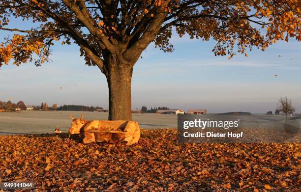 bench carved into cow shape under norway maple (acer platanoides), autumn, allgaeu, bavaria, germany - acer platanoides stock-fotos und bilder