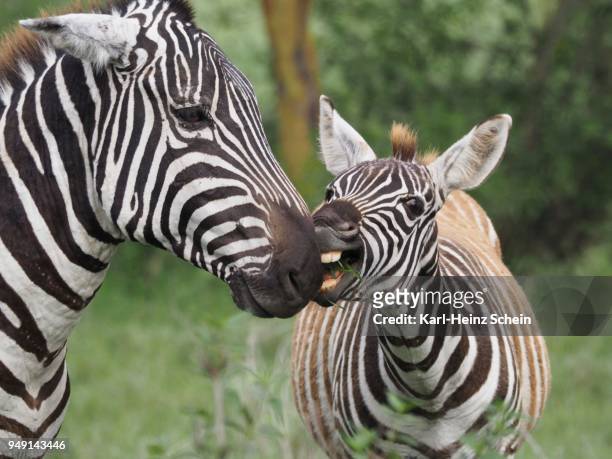 two plains zebras (equus quagga), dam with foal, lake nakuru national park, kenya - lake nakuru fotografías e imágenes de stock