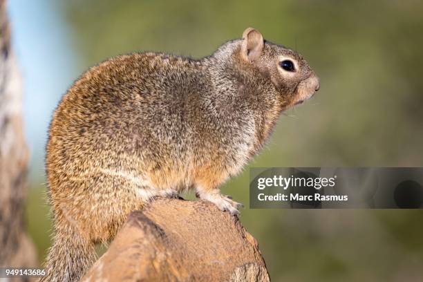 rock squirrel (otospermophilus variegatus), on rock, south rim, grand canyon national park, arizona, usa - arizona ground squirrel stock-fotos und bilder