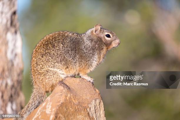 rock squirrel (otospermophilus variegatus), on rock, south rim, grand canyon national park, arizona, usa - arizona ground squirrel stock-fotos und bilder