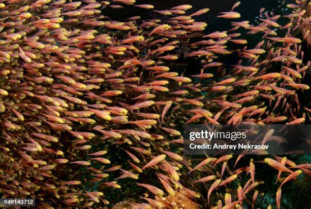 school of glassfish, pigmy sweeper (parapriacanthus ransonneti), red sea, egypt - parapriacanthus stock-fotos und bilder