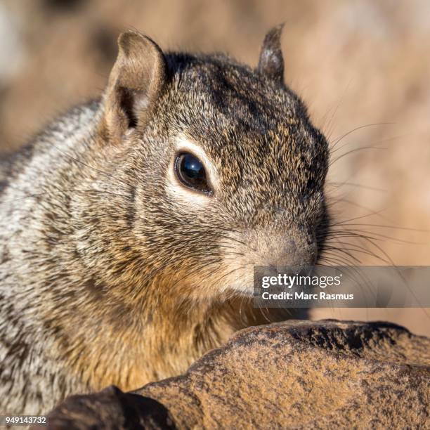 rock squirrel (otospermophilus variegatus), south rim, grand canyon national park, arizona, usa - arizona ground squirrel stock-fotos und bilder