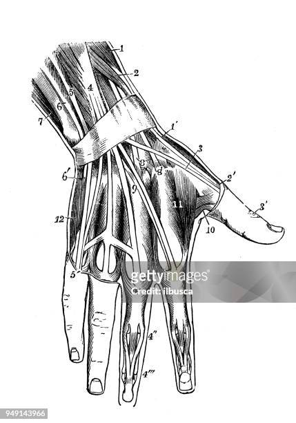 antique illustration of human body anatomy: hand muscles - human arm anatomy stock illustrations