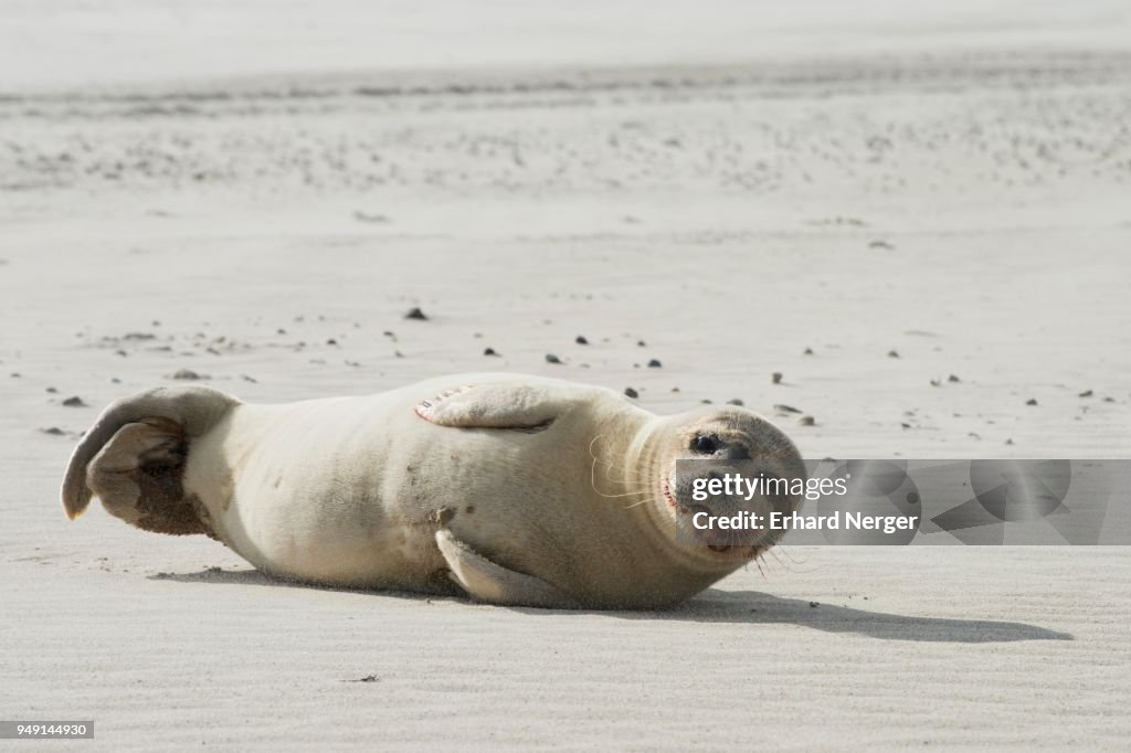 Harbor seal (Phoca vitulina) on the beach of Langeoog, East Frisia, Lower Saxony, Germany
