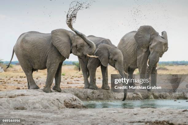 african elephants (loxodonta africana), drinking at a waterhole, nxai pan national park, ngamiland district, botswana - schlammbaden stock-fotos und bilder