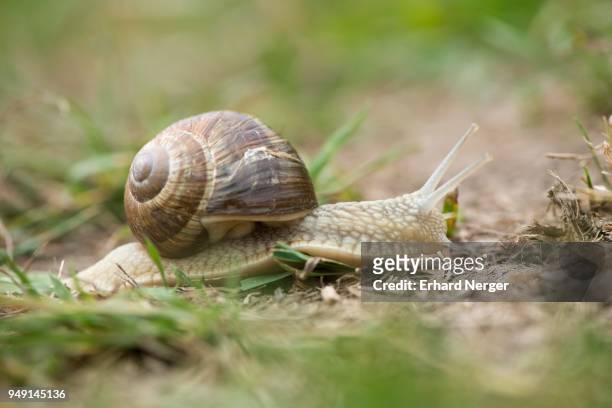 snail (helix pomatia) in the grass, emsland, lower saxony, germany - essbare weinbergschnecke stock-fotos und bilder