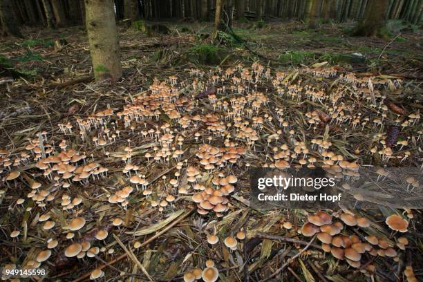 fairies bonnets (coprinus disseminatus) in forest, norway spruce (picea abies), allgaeu, bavaria, germany - agaricomycotina stock pictures, royalty-free photos & images