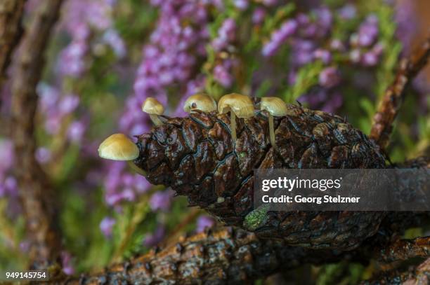 conifer cone caps (baeospora myosura), on pine cone, syddanmark, denmark - agaricomycotina stock pictures, royalty-free photos & images