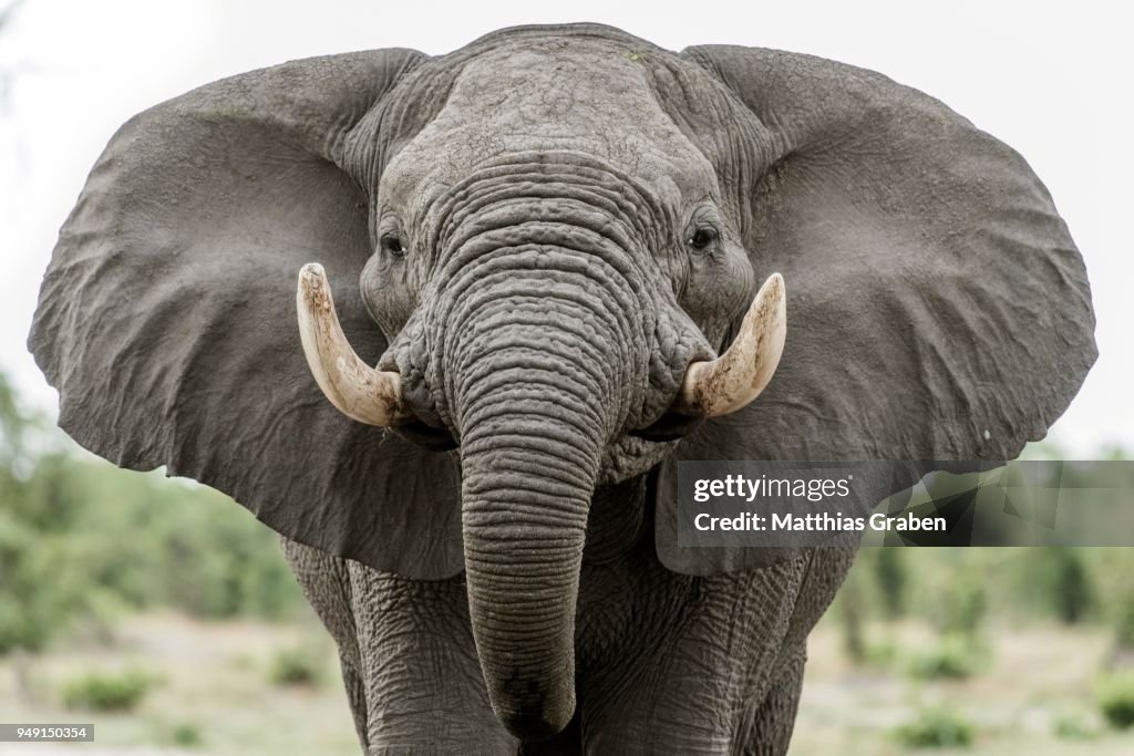 African elephant (Loxodonta africana), Portrait with extended ears, aggressive, Close Up, Marabou Pan, Savuti, Chobe National Park, Chobe District, Botswana