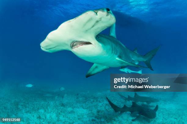 great hammerhead shark (sphyrna mokarran) with nurse sharks, bimini, bahamas - great hammerhead shark stock-fotos und bilder