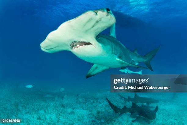 great hammerhead shark (sphyrna mokarran) with nurse sharks, bimini, bahamas - great hammerhead shark stockfoto's en -beelden