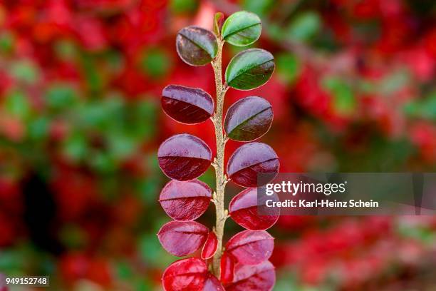 red leaves of rockspray cotoneaster (cotoneaster horizontalis) in autumn, styria, austria - cotoneaster horizontalis stock pictures, royalty-free photos & images