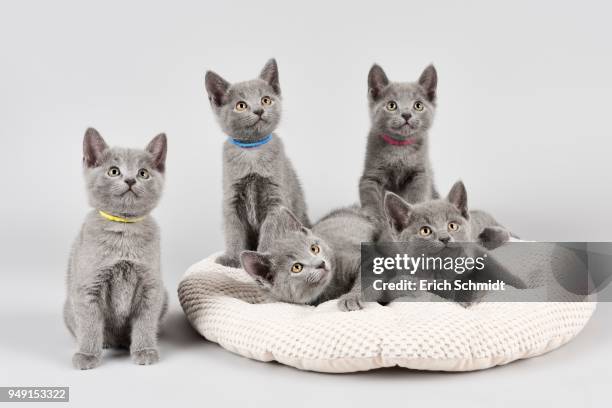 russian blue cats, eight week old kittens, on pillow - grande gruppo di animali foto e immagini stock