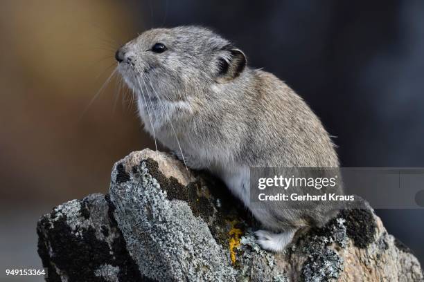 collared pika (ochotona collaris), sits on rock, denali national park, alaska, usa - pika - fotografias e filmes do acervo