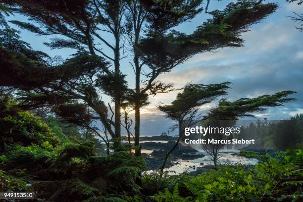 wild pacific trail, ucluelet, vancouver island, britisch-kolumbien, kanada - vancouver kanada stock pictures, royalty-free photos & images