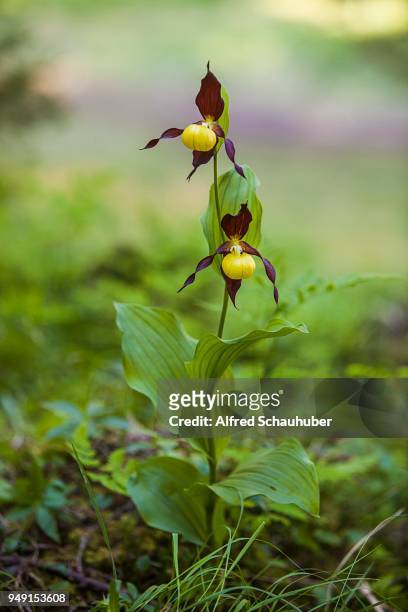yellow yellow ladys slipper orchid or (cypripedium calceolus), whole plant, styria, austria - calceolus stock-fotos und bilder