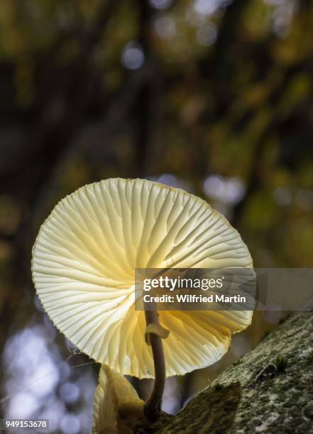 porcelain fungus (oudemansiella mucida), backlit, hesse, germany - agaricomycotina stock pictures, royalty-free photos & images
