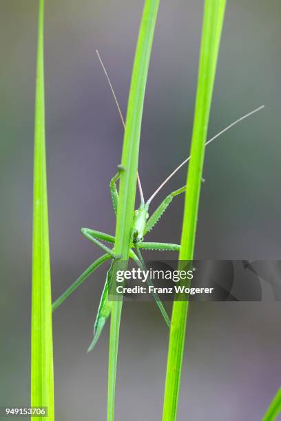 saga pedo bush cricket (sago pedo), female on grass blade, pleven province, bulgaria - pedo stock-fotos und bilder