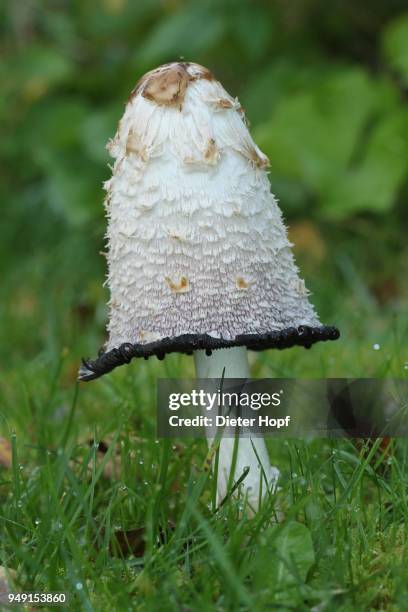 shaggy ink cap (coprinus comatus) begins to disintegrate from below, norway - agaricomycotina stock pictures, royalty-free photos & images