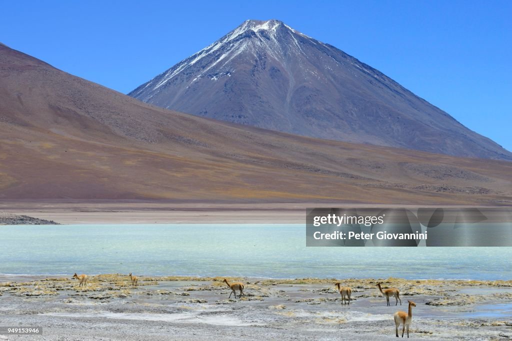 Vicunas (Vicugna vicugna) in front of Laguna Verde and the volcano Licancabur, Reserva Nacional de Fauna Andina Eduardo Abaroa, Sur Lipez, Potosi, Bolivia