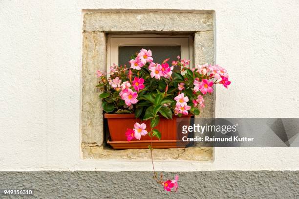 flower box with flowering pink dipladenia (mandevilla sanderi), in a window alcove, old town, agnone, molise, italy - mandevilla stock pictures, royalty-free photos & images