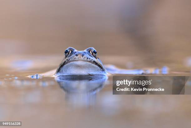 common frog (rana temporaria) in spawning grounds, thuringia, germany - spawning stock pictures, royalty-free photos & images