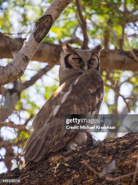 verreauxs eagle-owl, also milky or giant eagle owl (bubo lacteus) sitting in tree with prey, okavango delta, botswana - kraushaar photos et images de collection