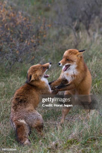 Fox Fight 504 Red Fox Fight Stock Photos, High-Res Pictures, and Images - Getty ...