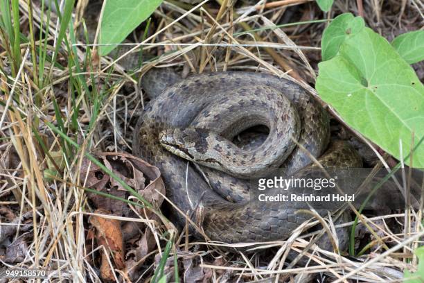 smooth snake (coronella austriaca) curled up in dry grass, tyrol, austria - coronella austriaca stock pictures, royalty-free photos & images