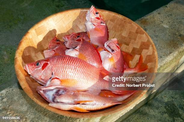 red edible fish in a bowl, sabre squirrelfish (sargocentron spiniferum), tikehau atoll, tuamotu archipelago, society islands, windward islands, french polynesia - squirrel fish stock-fotos und bilder