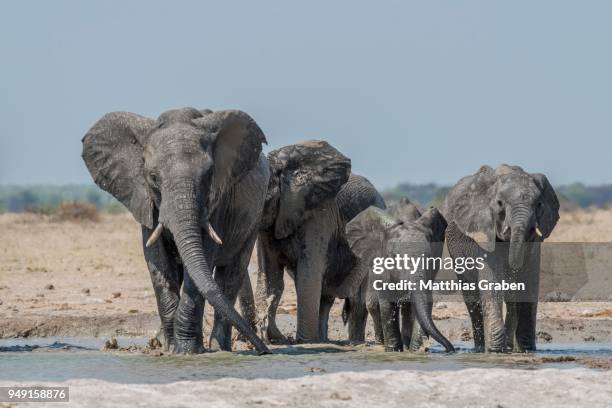 african elephants (loxodonta africana), elephant herd drinking at a waterhole, nxai pan national park, ngamiland district, botswana - ngamiland stock-fotos und bilder