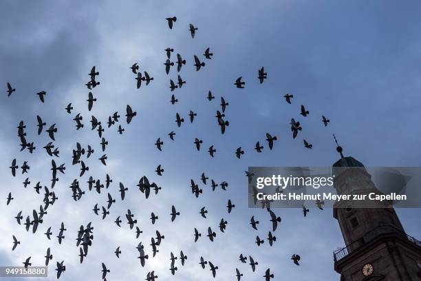 silhouettes of flying city doves (columbidae) at rain sky, right tower of the hugonottenkirche, erlangen, middle franconia, bavaria, germany - erlangen stock pictures, royalty-free photos & images