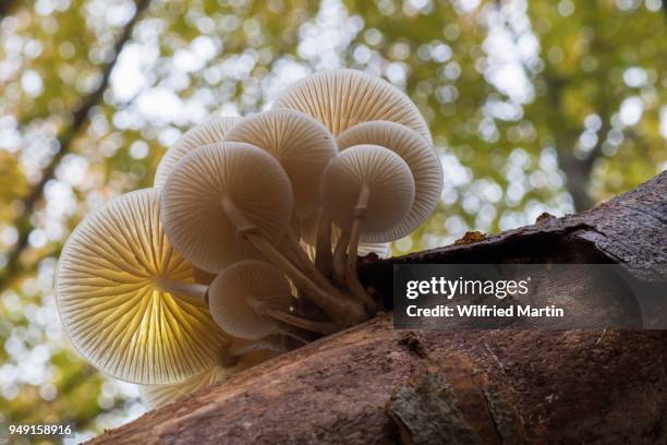 porcelain fungus (oudemansiella mucida) on old tree trunk, hesse, germany - agaricomycotina stock pictures, royalty-free photos & images
