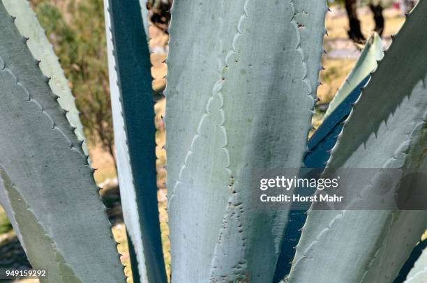 agave leaves with thorns (agave sp.), tlaxcala, mexico - tlaxcala state stock pictures, royalty-free photos & images