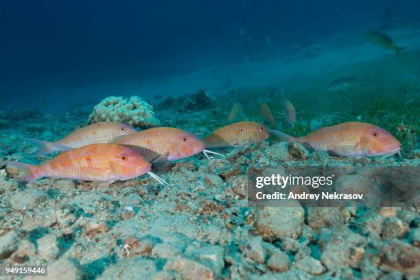 group of cinnabar goatfish (parupeneus heptacanthus), red sea, dahab, egypt - parupeneus stock pictures, royalty-free photos & images